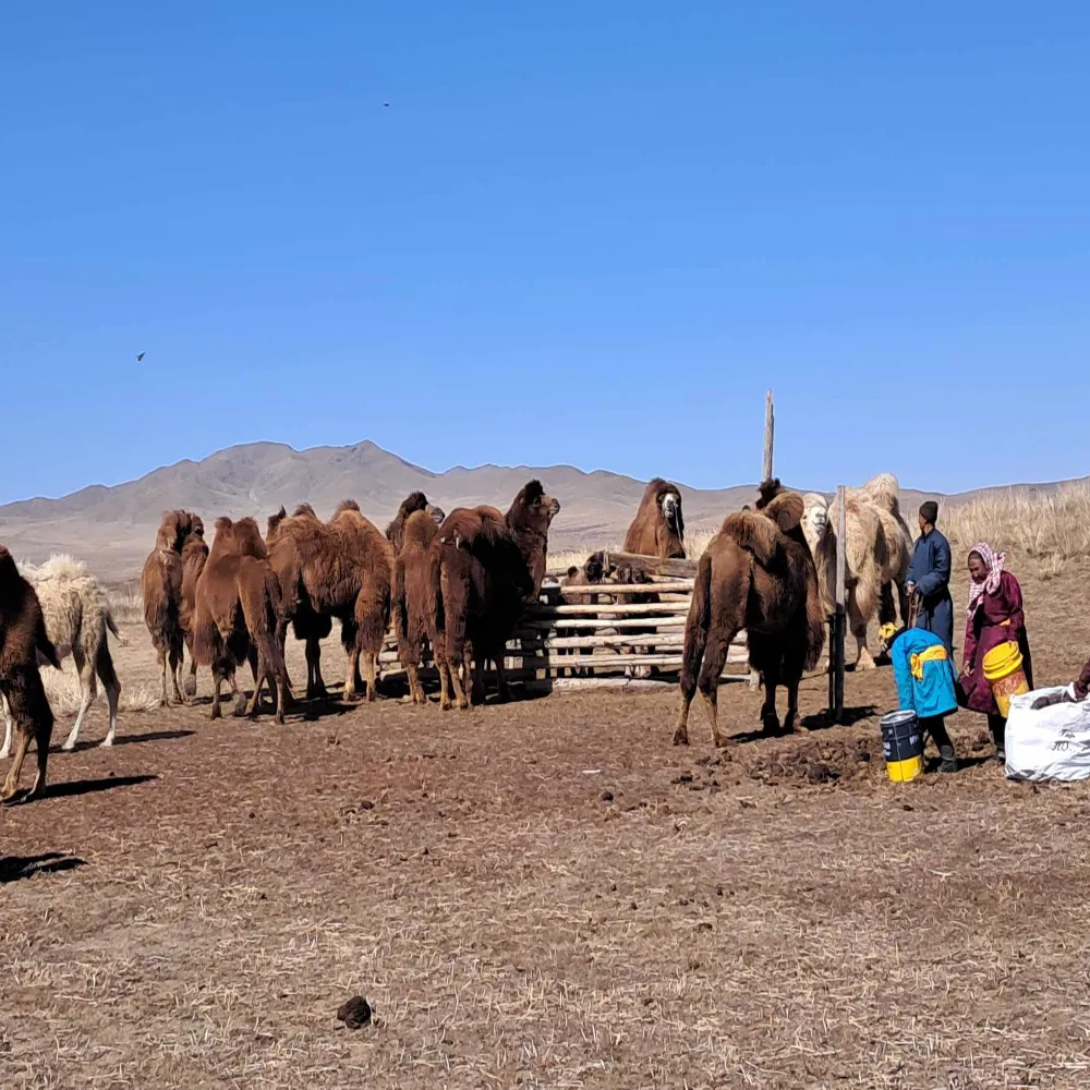 /static/images/herder/1779059355350470656.webp