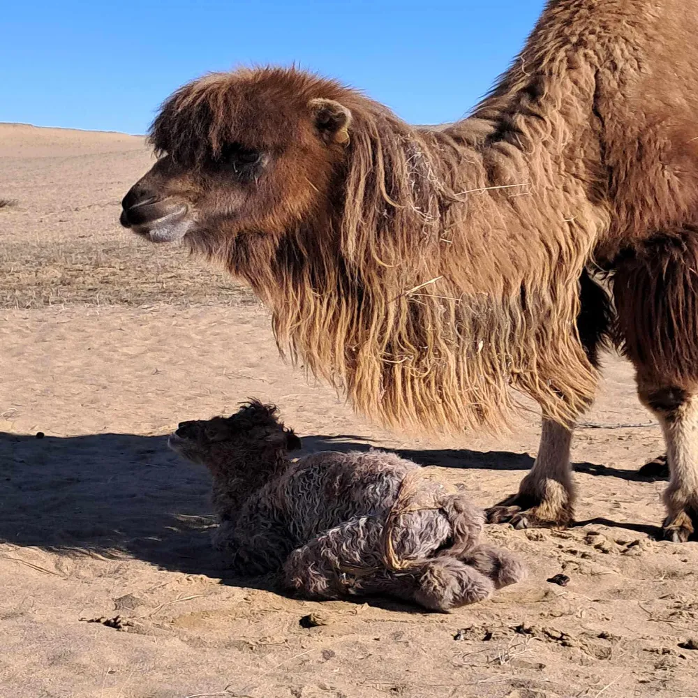 /static/images/herder/1779062114908901376.webp