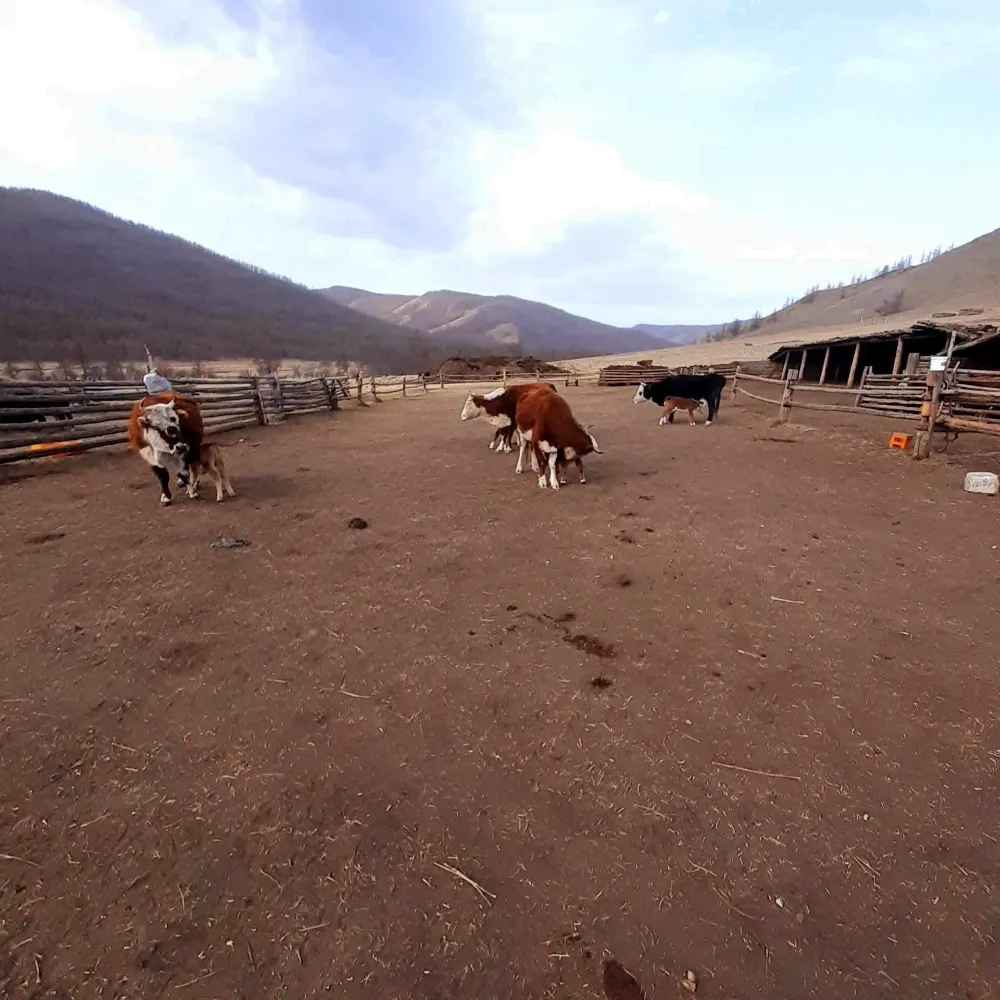 /static/images/herder/1787680327611715584.webp