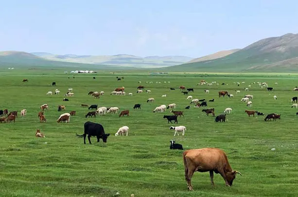 /static/images/herder/1947151504997617664.webp